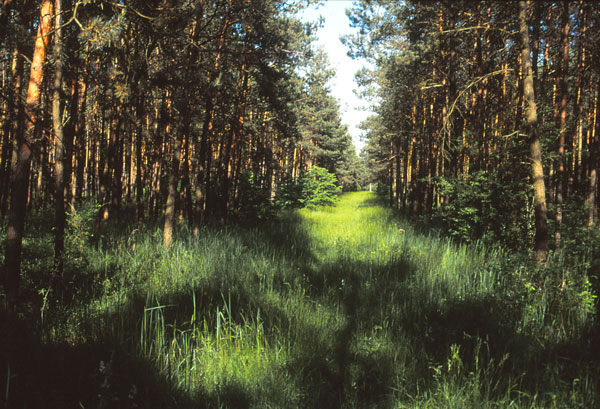 Oberschleißheim, Schweizerholz